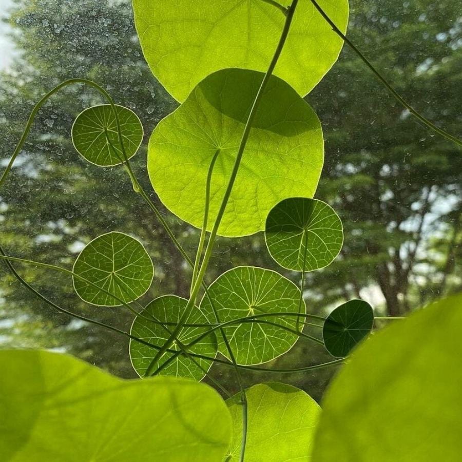 Caudexo™️Stephania Erecta Plant (Pack of 2)